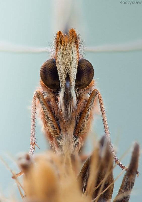 ростислав, макро, 100мм, Ростислав