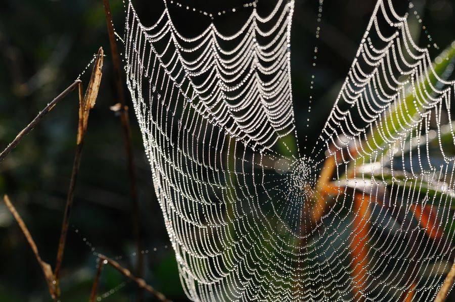 паутина, роса, Светлана Щемелева