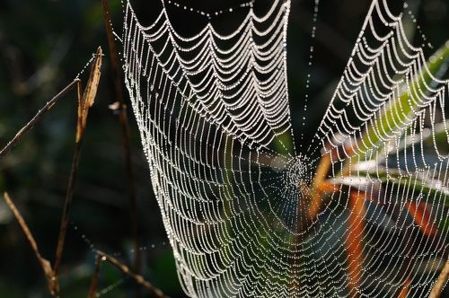 Осеннее МАКРОме