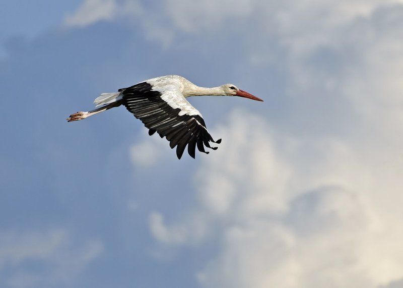 Baby DHL фото превью