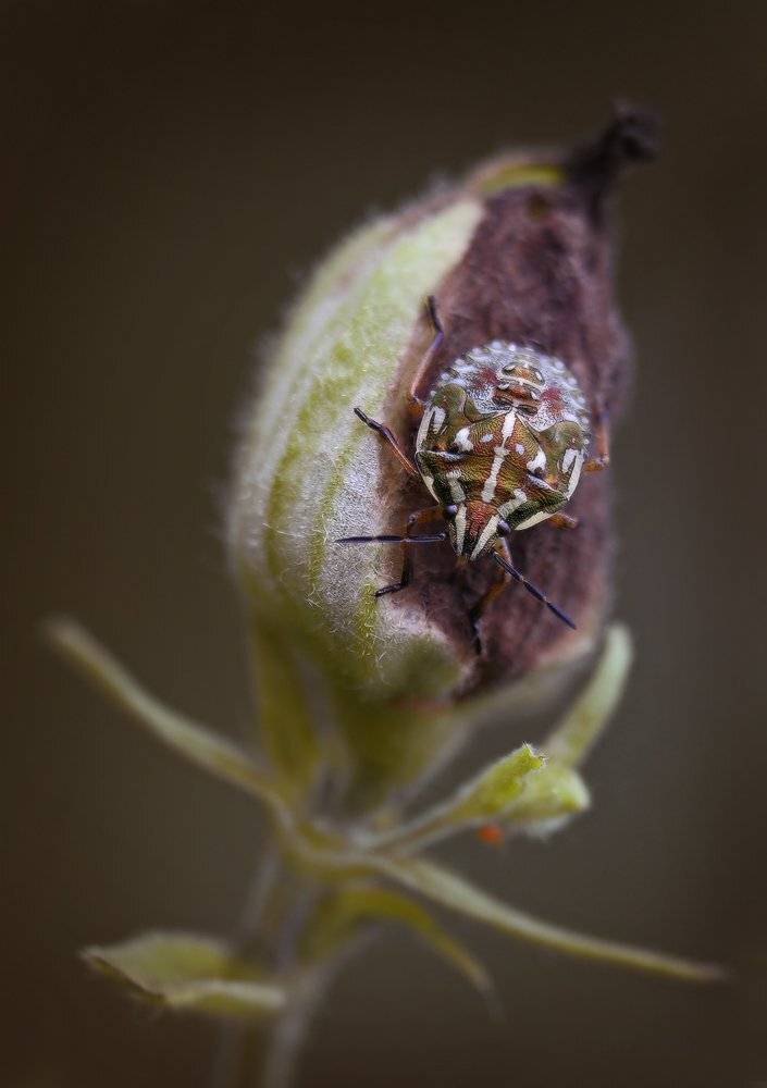 осень, жук, Петриченко Валерий