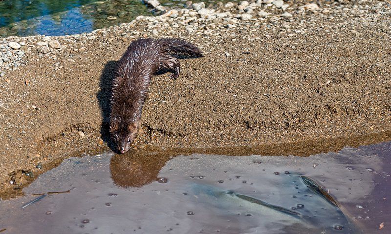 норка, рыбалка, лосось, голец, магадан, река, Хозяйка реки Туромча фото превью