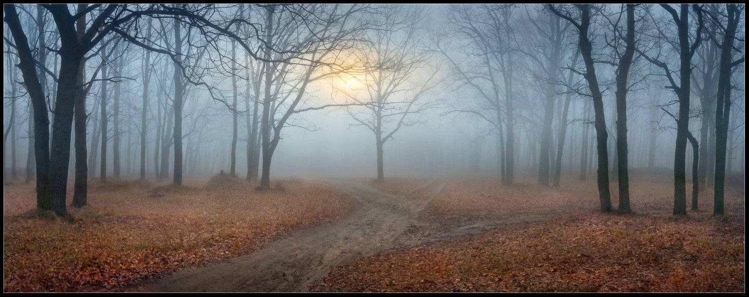 утро, панорама, туман, лес, сказка, Александр Киценко