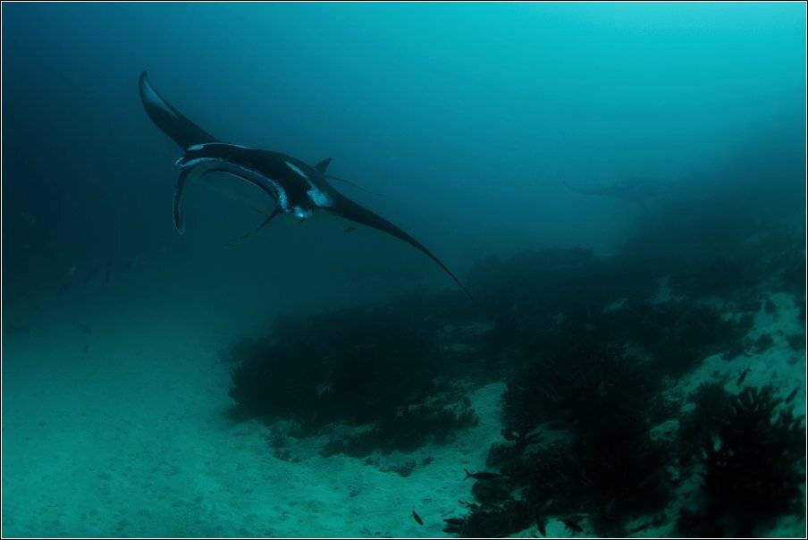 , Владимир Жданов