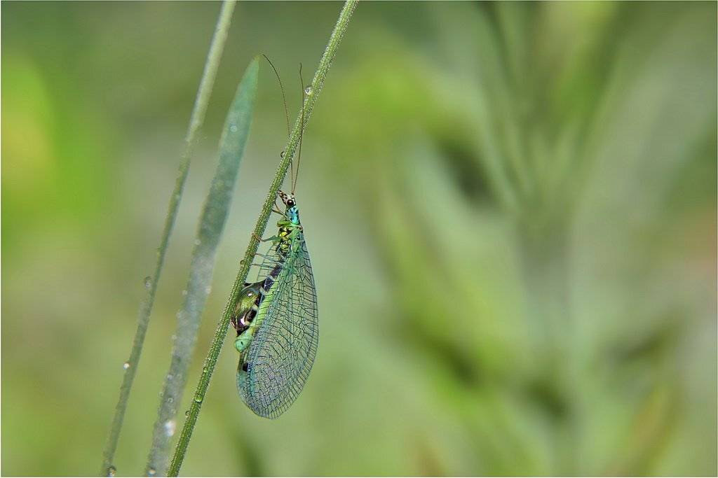 златоглазка, Леонид