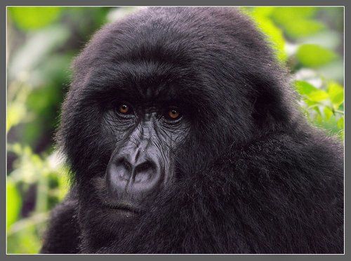 Родственички