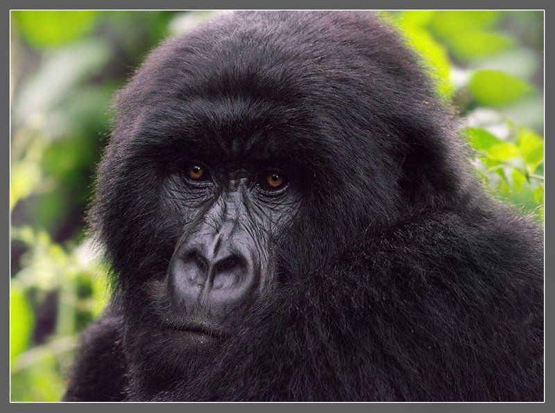 горные гориллы, приматы, конго Родственички фото превью