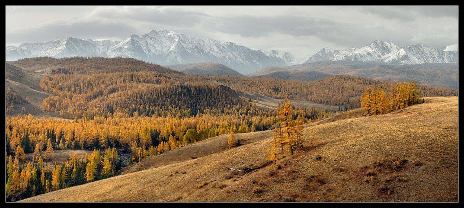 алтай ,река, актру, долина, осень, Виктория Роготнева