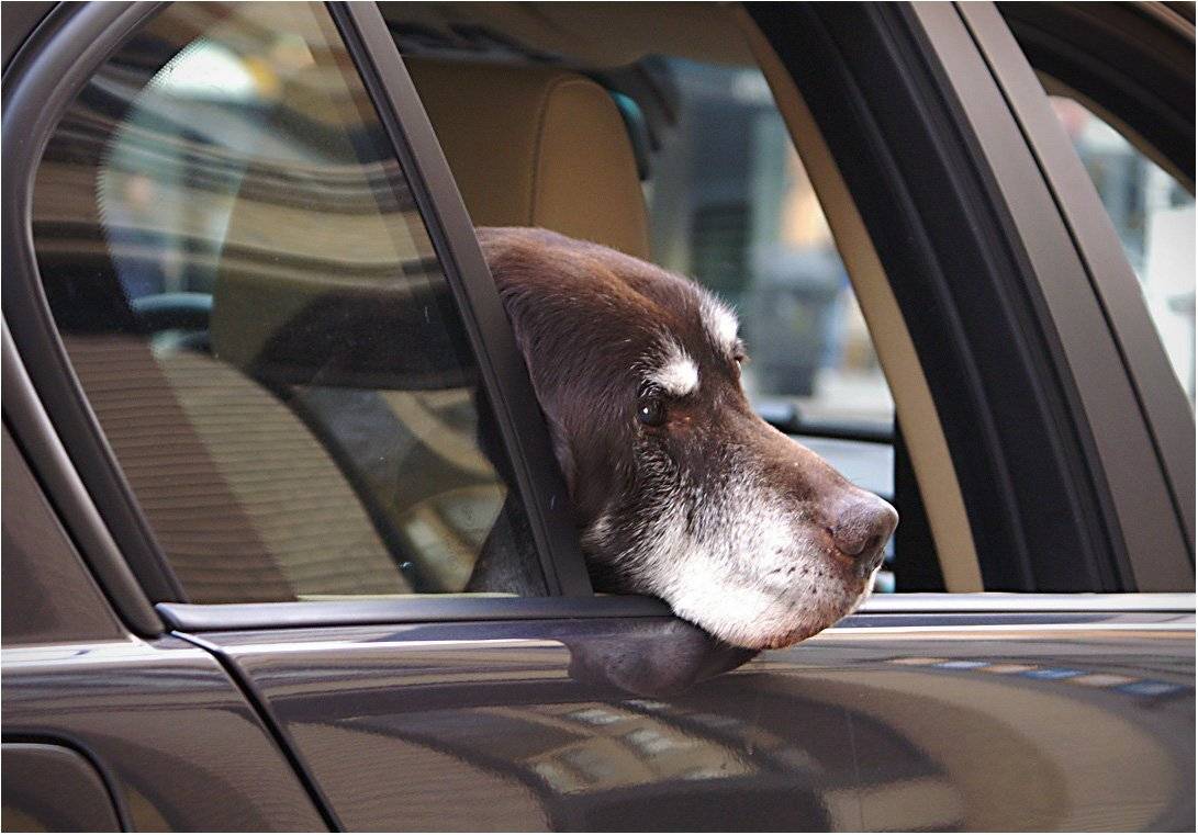 автомобиль, собака, пробка, Сергей Гаспарян