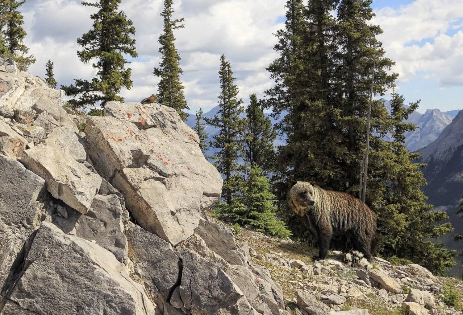 медведь, гризли, бурундук, горы, парк, банф, канада, Наталия Протасова