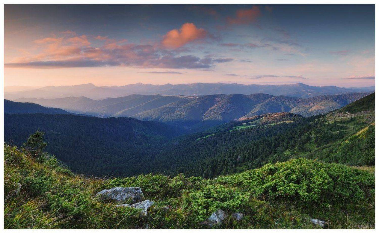 , Денис Кривой