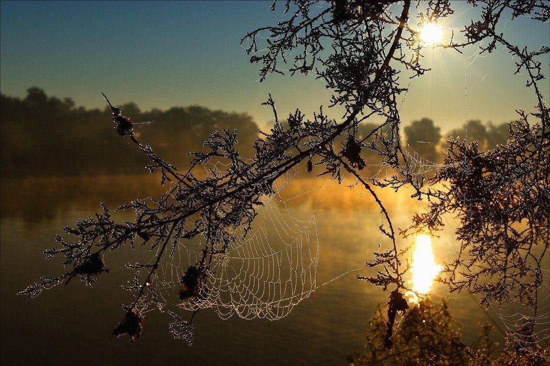 утро, паутина, река, Сергей
