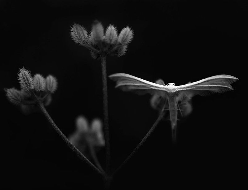 Ангел ночи... фото превью