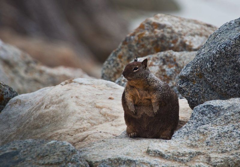 California Ground Squirrel или просто суслик фото превью