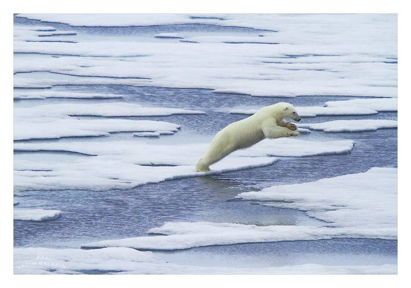 земля франца-иосифа, арктика, россия \