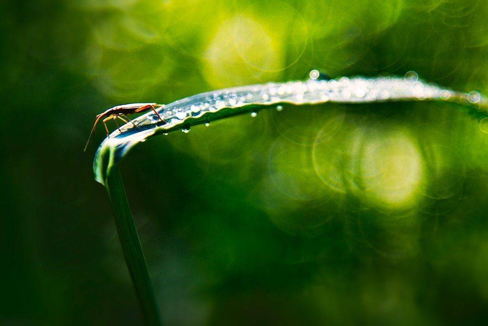 bug, leaf, grass, dew, flare, bokeh, Zdravko