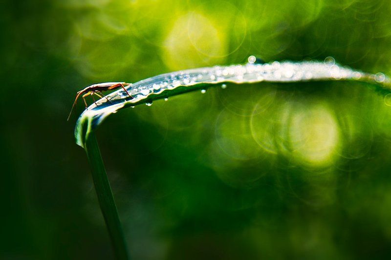 bug, leaf, grass, dew, flare, bokeh Decisions фото превью