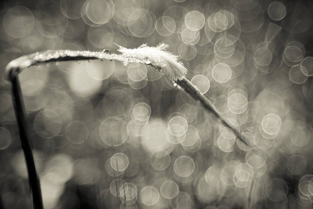 feather, leaf, dew, flare, Zdravko