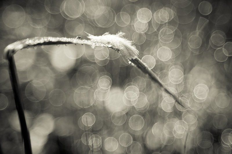 feather, leaf, dew, flare Do birds go to heaven to? фото превью