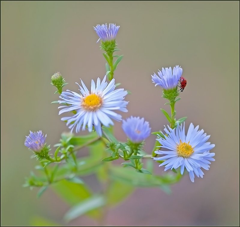 *** фото превью