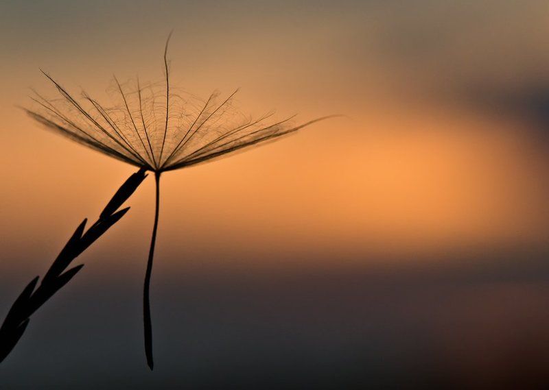 Немыслимая хрупкость бытия... фото превью