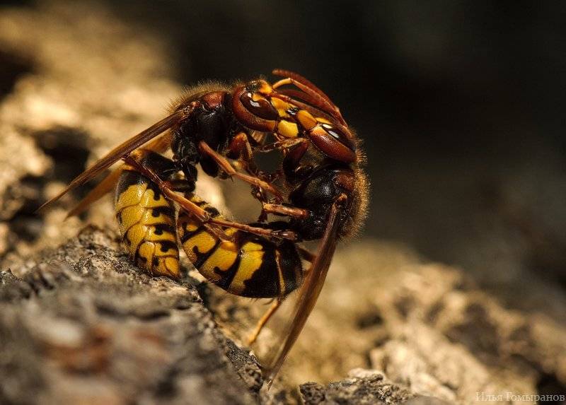 макро, осы, насекомые, шершни, природа, Илья Гомыранов