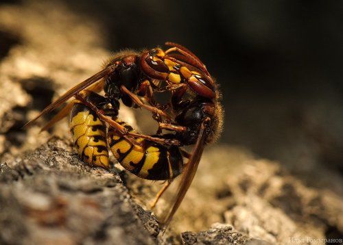 Битва титанов