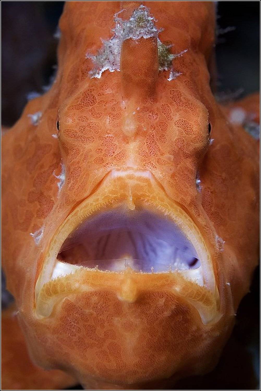 , Владимир Жданов