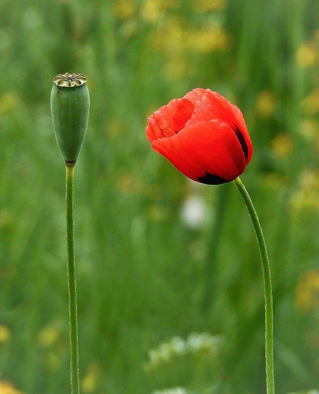 мак, луг Все когда-то заканчивается... фото превью