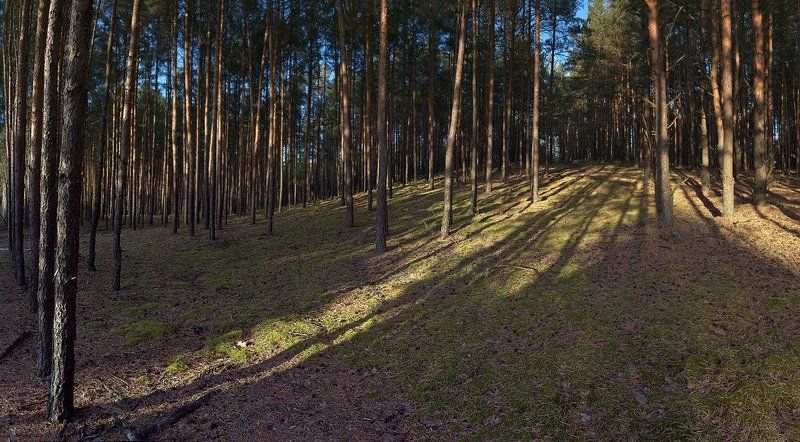 сосны, лес, пригорок Пригорок фото превью