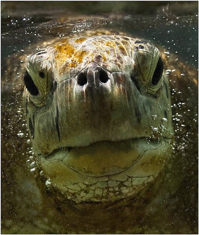 черепаха бисса, шри ланка, дайвинг, Олег Федин