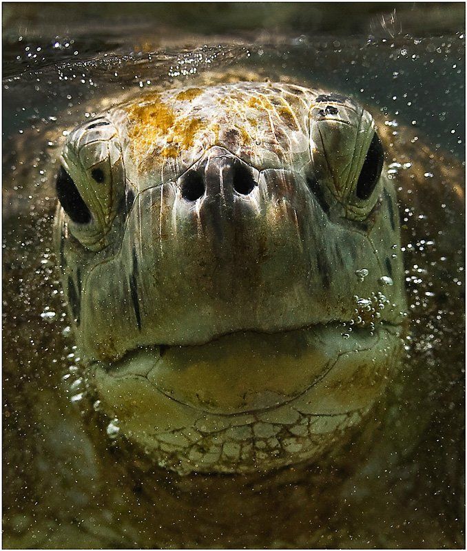 Принес? фото превью