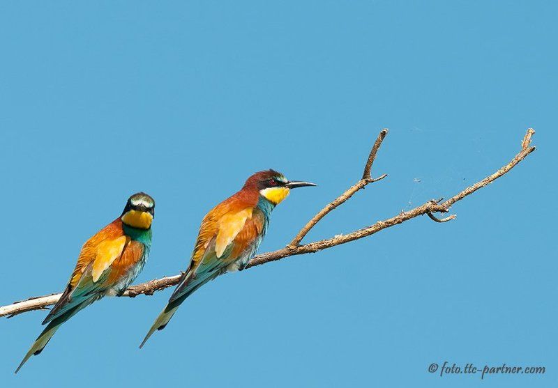 золотистые, щурки Золотистые щурки фото превью