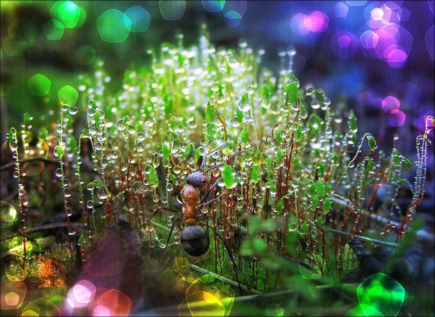 drop, water, air, капля, вода, воздух, natalia, jeshoa, art-macro, арт-макро, Natalia Jeshoa