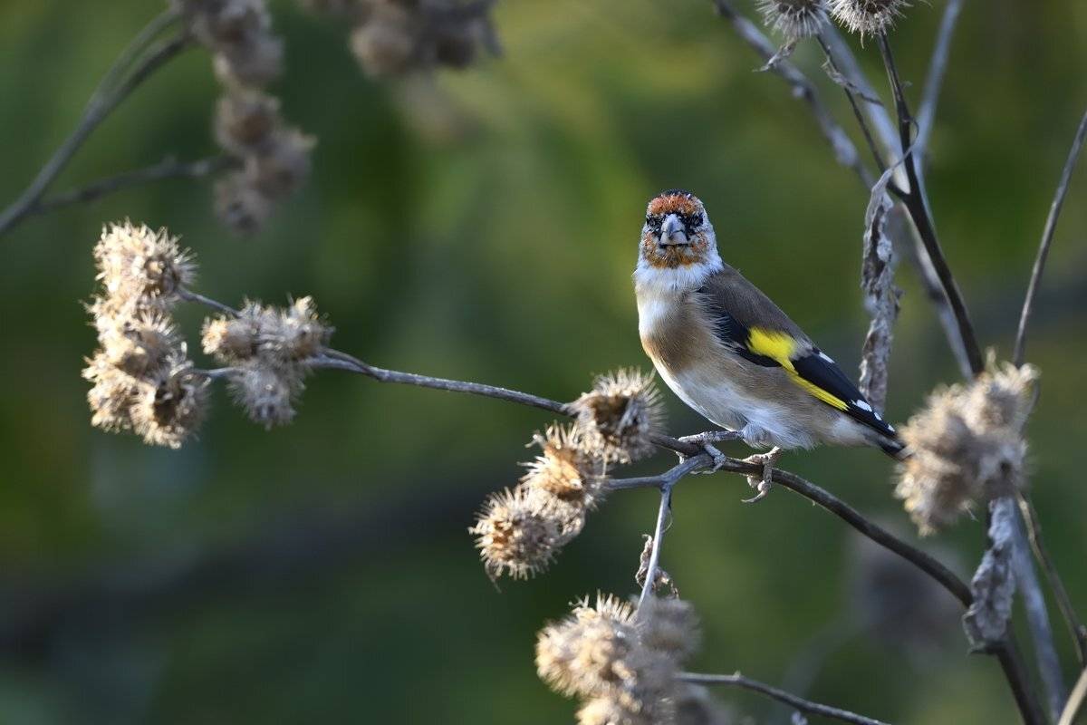птицы birds, Jaroslav Mego