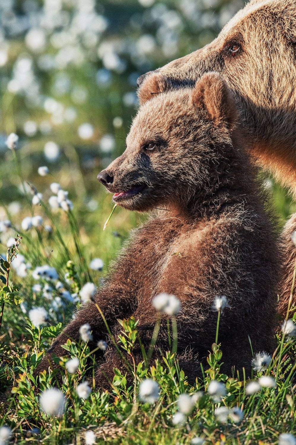 , Сергей Урядников