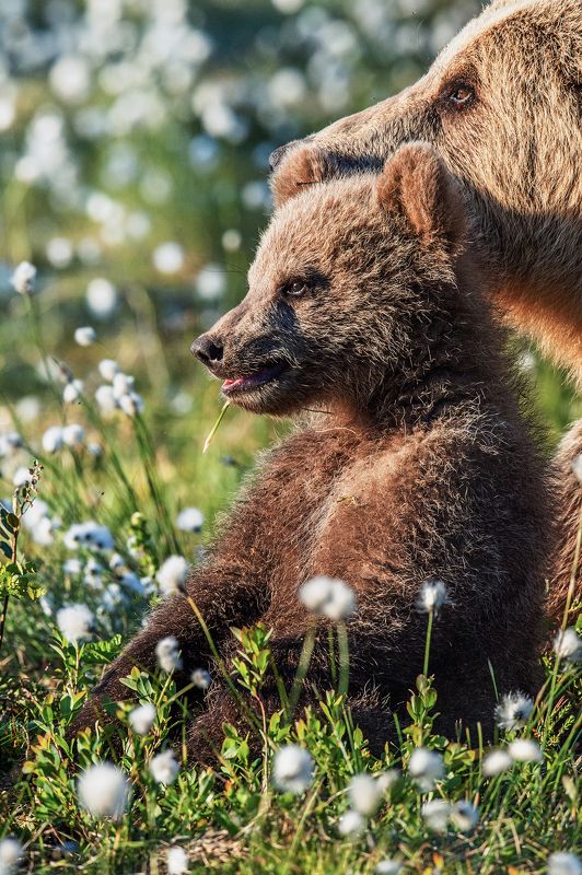 * фото превью