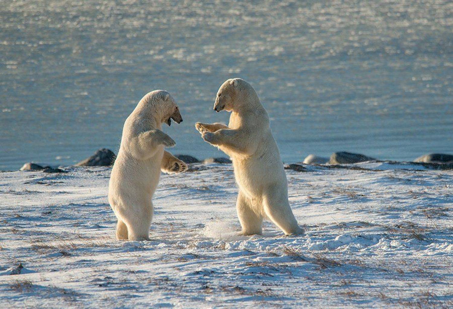 чукотка арктика море медведь белый полярный морской мыс кожевникова, Максим Деминов