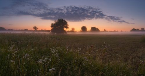 Morning Glow