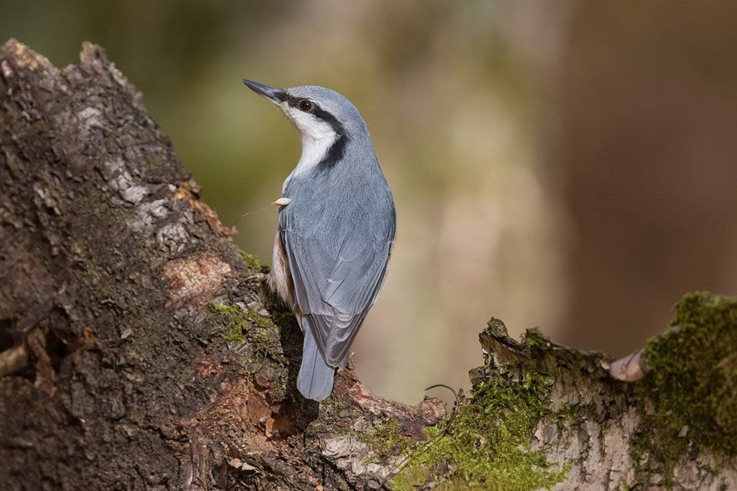 , Елена Давыдова