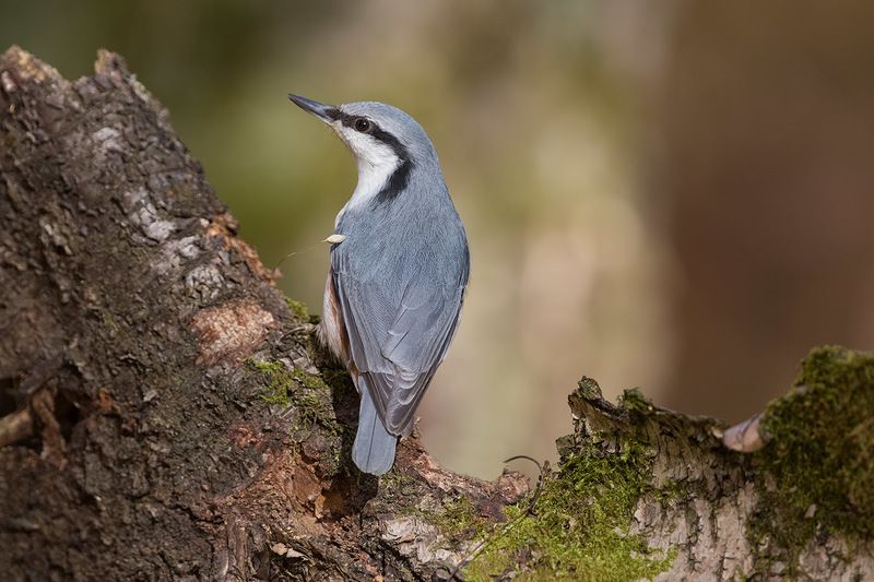 Поползень фото превью