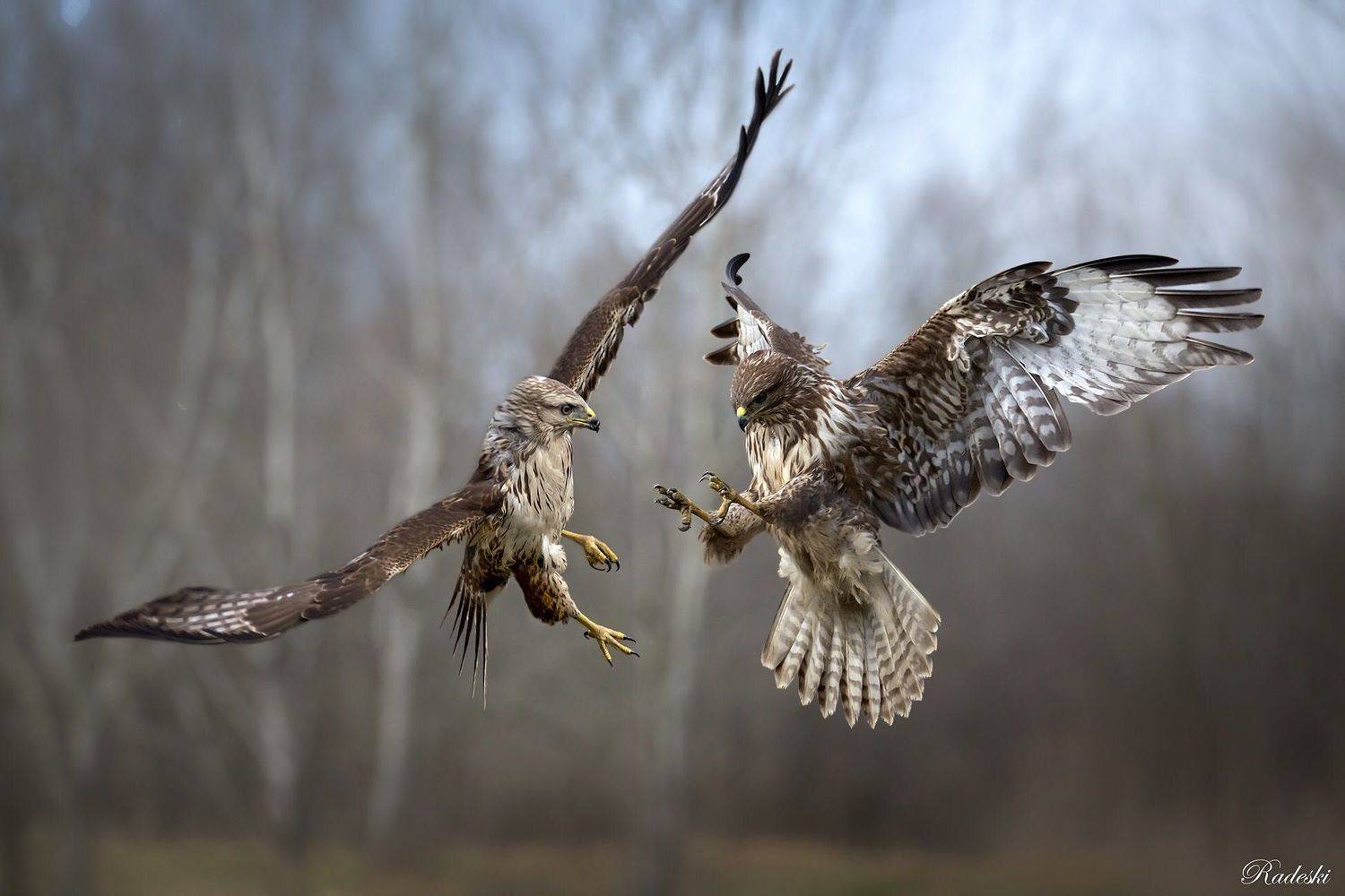 , Roberto Aldrovandi