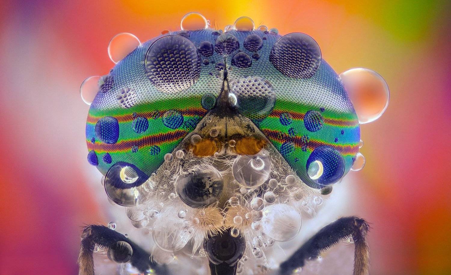 ceclii, macro, extrememacro, Tsvetan Ganev