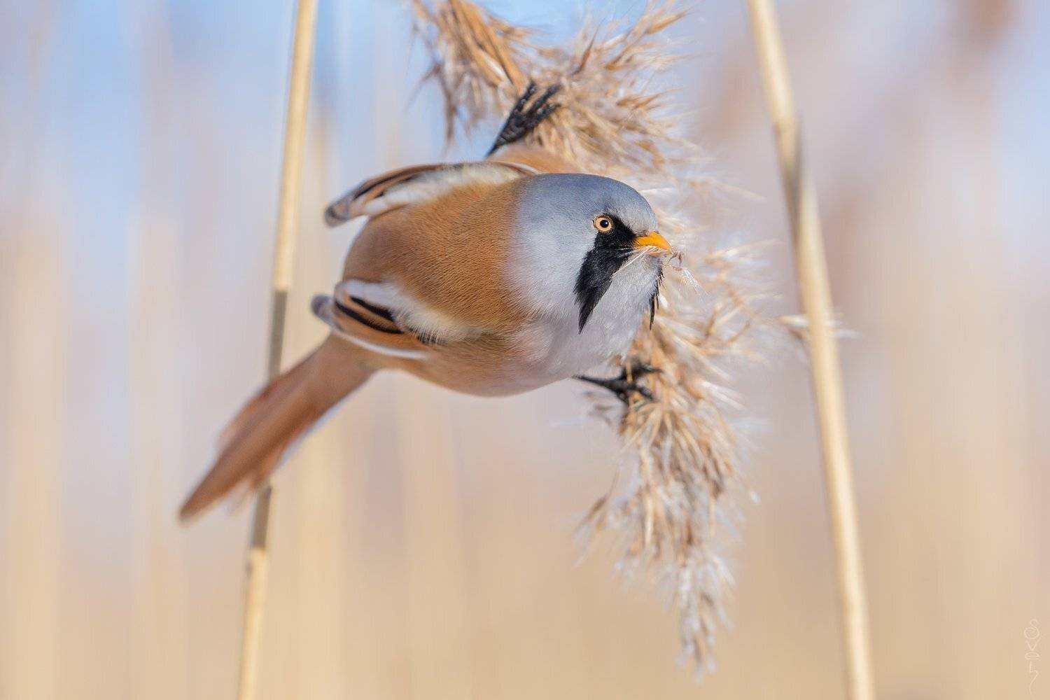 усатая синица, Байбекова Светлана
