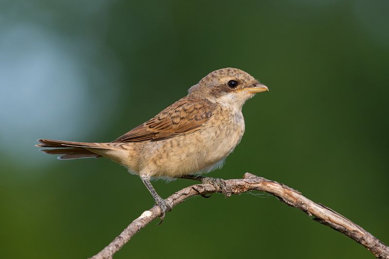 жулан сорокопут. жулан фото превью