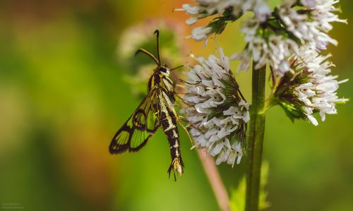 Стеклянница смородиновая