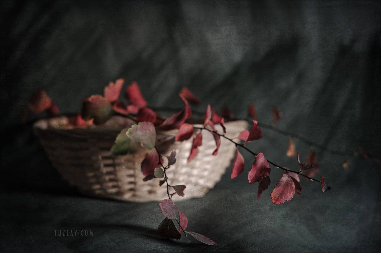 , Владимир Тузлай