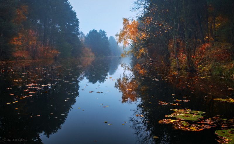 Любимая берёзка... фото превью