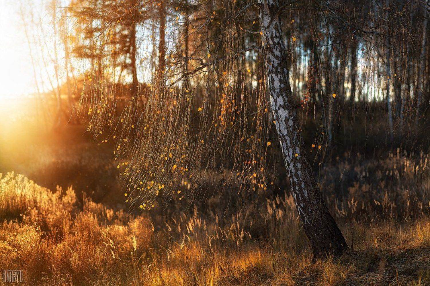 , Дмитрий Доронин