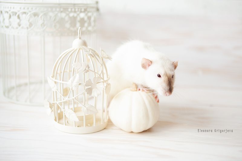 Осень в белом фото превью